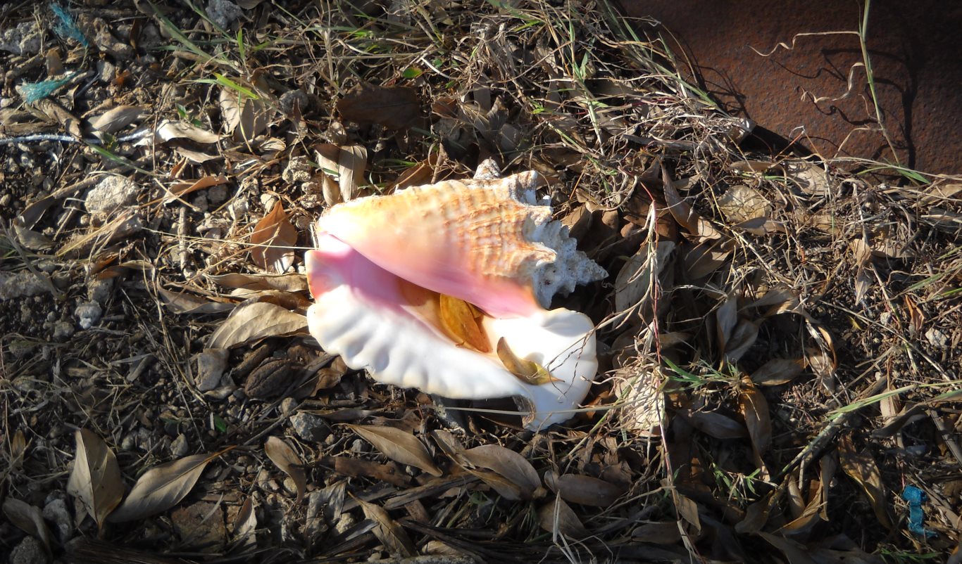 Conch next to a 'copper' at Buccoo Bay